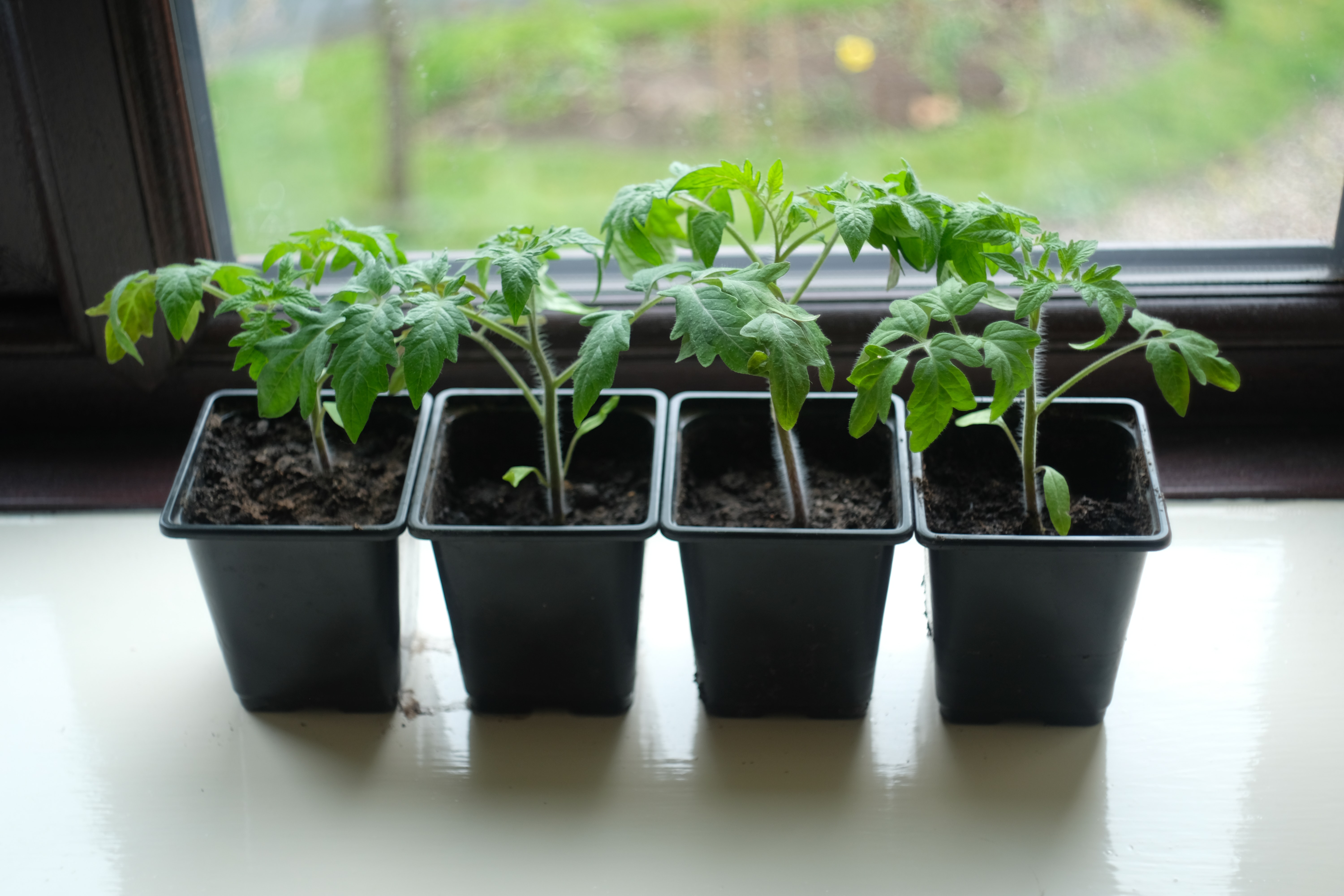 Four tomato seedlings in pots by a windowsill