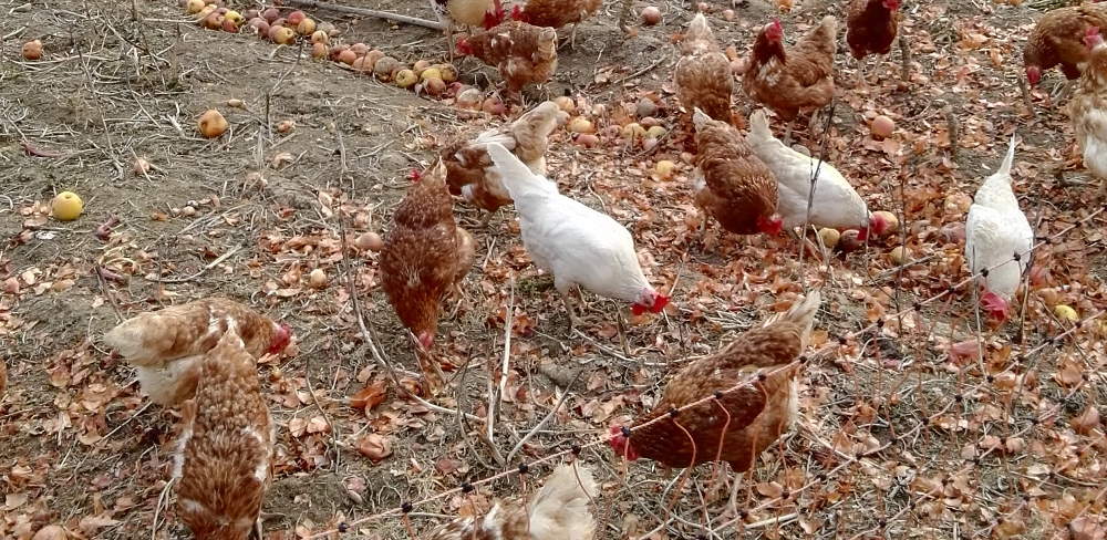 poules