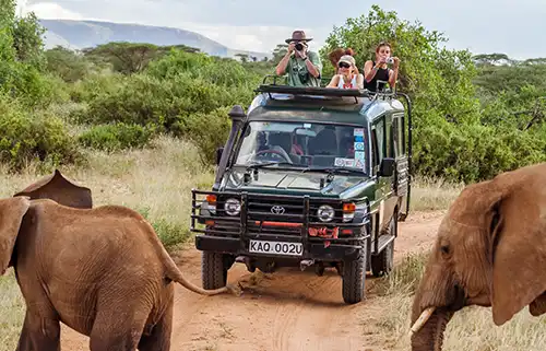 Safari excursion Safari excursion