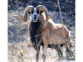 Corsican Ram Hunt for Two in Texas