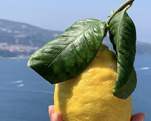 Esperienze gastronomiche Sorrento: Il limone e altre delizie sorrentine