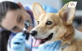 Dog having ear infection inspected by a veterinarian