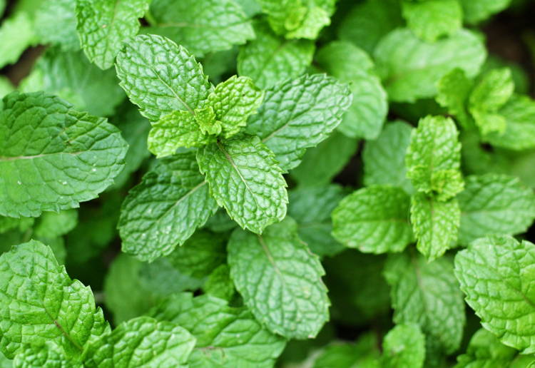 ミント保存方法