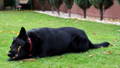 leidender Hund