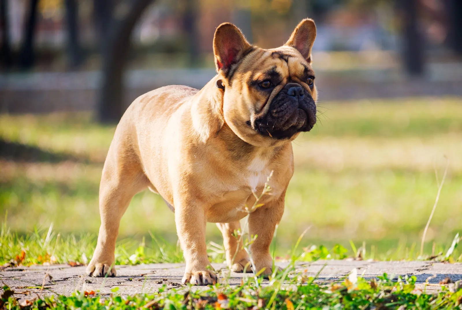 chihuahua mixed with a french bulldog.jpg