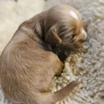 Originale Labradoodle Zucht - Australian Mini Labradoodle's