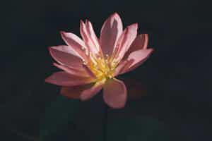 Major Step Forward For Naturopathic Profession In Alberta