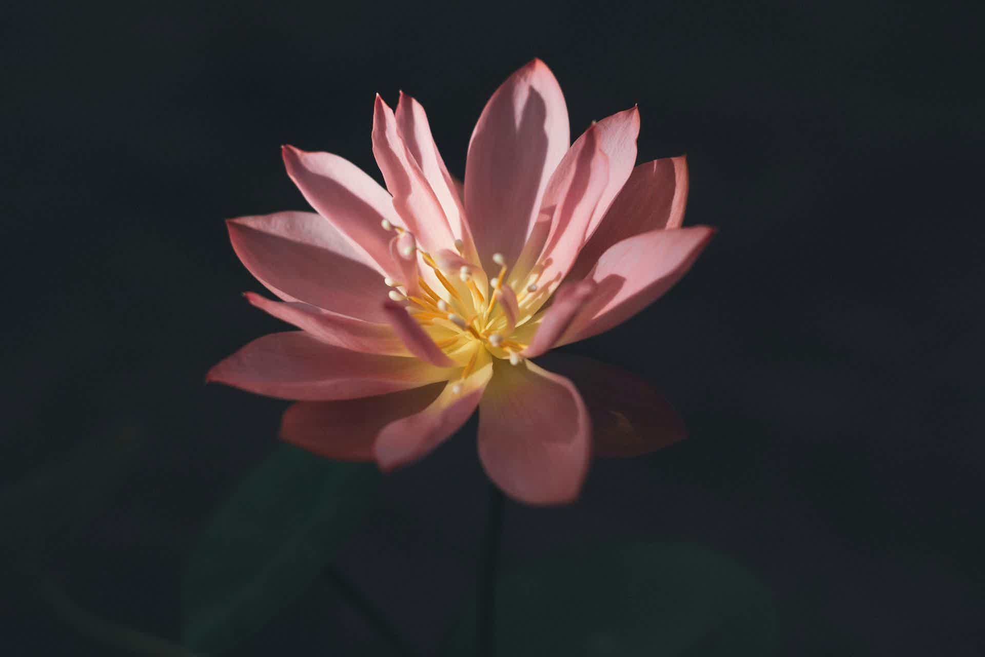 Major Step Forward For Naturopathic Profession In Alberta