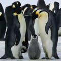 penguin family huddling on the ice