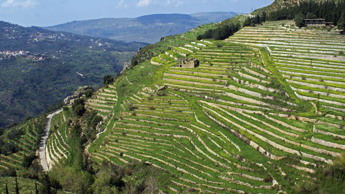 Old terrace cultivation in Jezzine, Lebanon
