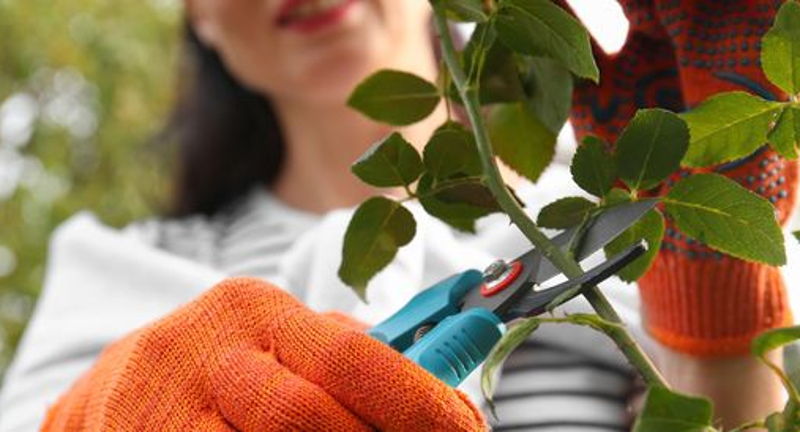 Work & Learn: Hands-on Fruit Tree and Small Fruit Pruning