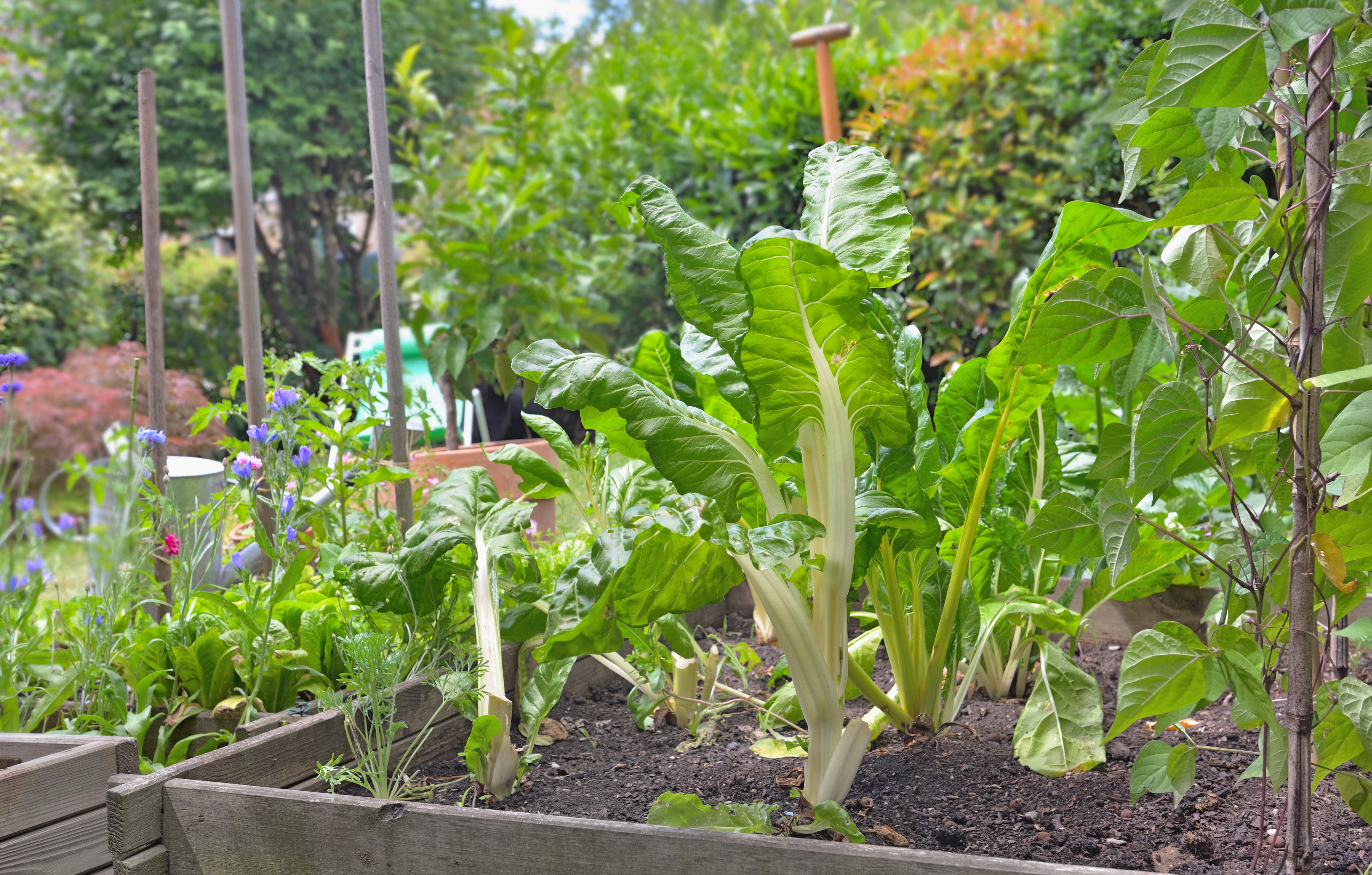 Swiss chard and other plants in a veggie garden