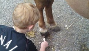 die reitzwerge hufen putzen