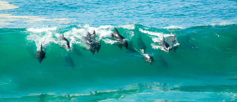  South Africa
- Dolphin Coast.PNG