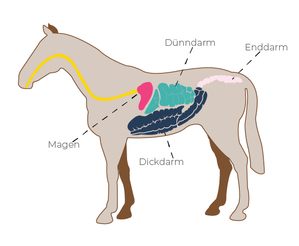 Abbildung: Magen-Darm-Trakt des Pferdes