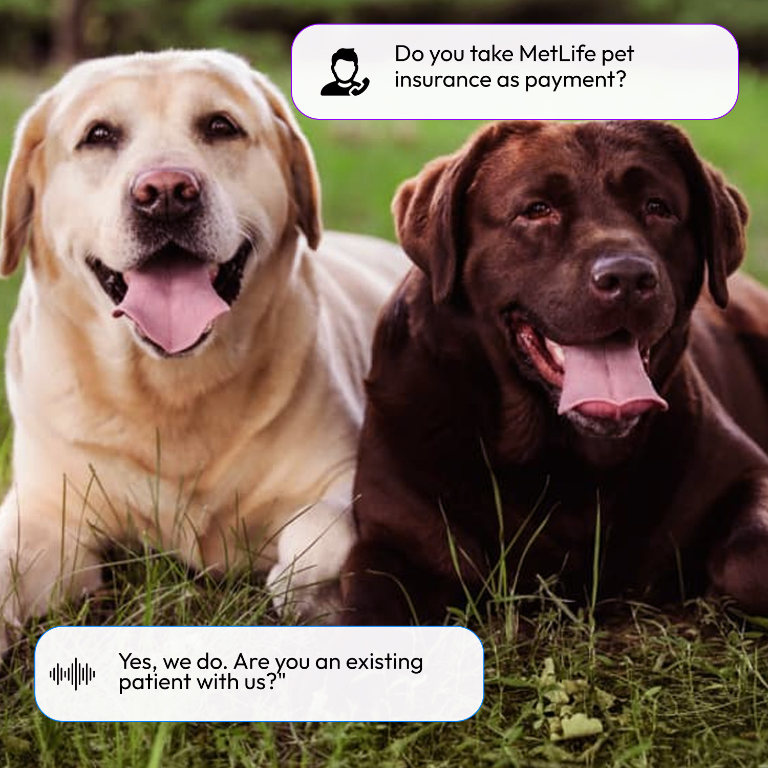 AI Answering Service for Veterinary Clinics Information