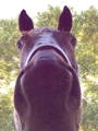 Photos of a cat, horse and a dog's noses