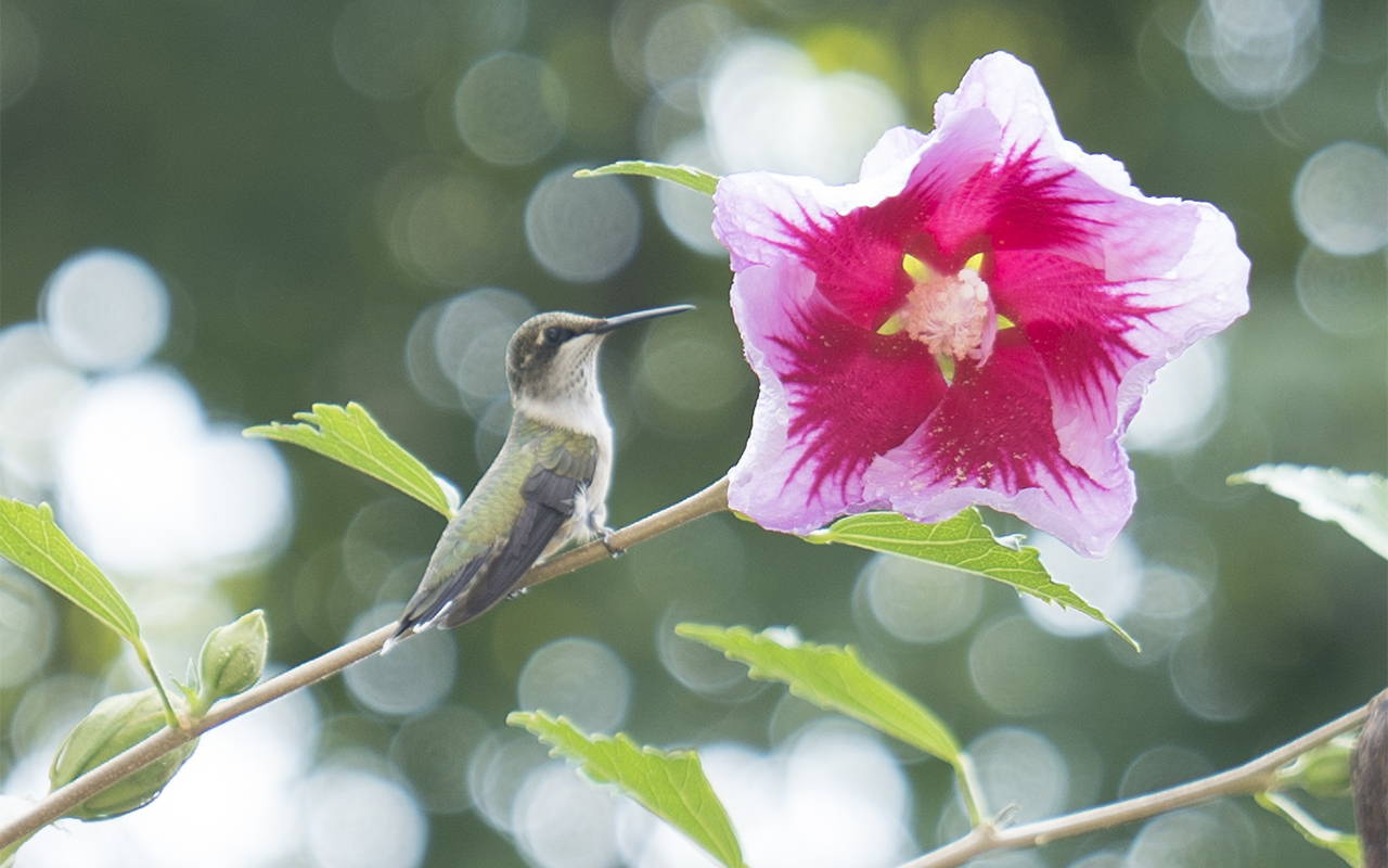 Hummingbird on a branch next to a pink hibiscus flower