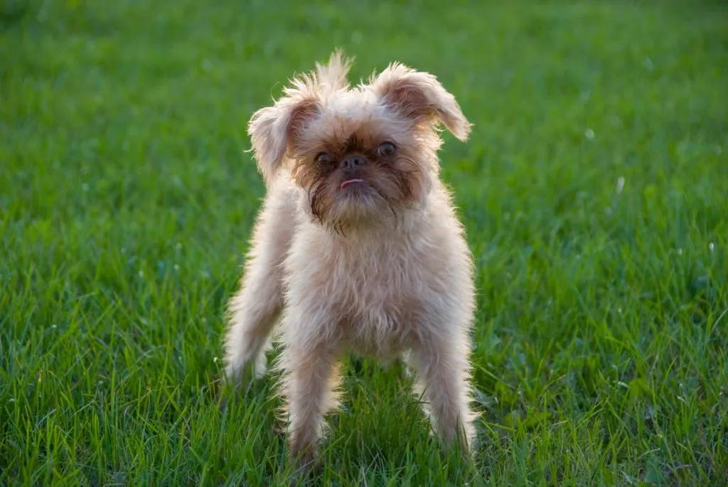brussels griffon chihuahua mix