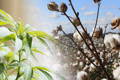 Cotton vs Hemp