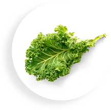 a green leaf on a white plate