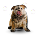 Dirty dog ready for Self-Serve Dog Wash at Incredible Pets