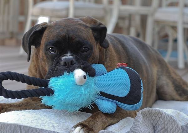 Bella (female Germanboxer)