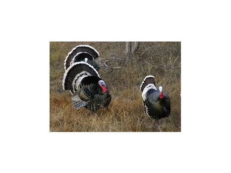 Mexico Goulds Turkey hunt