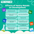 Effects of Heavy Metals on Infant Development  | The Milky Box