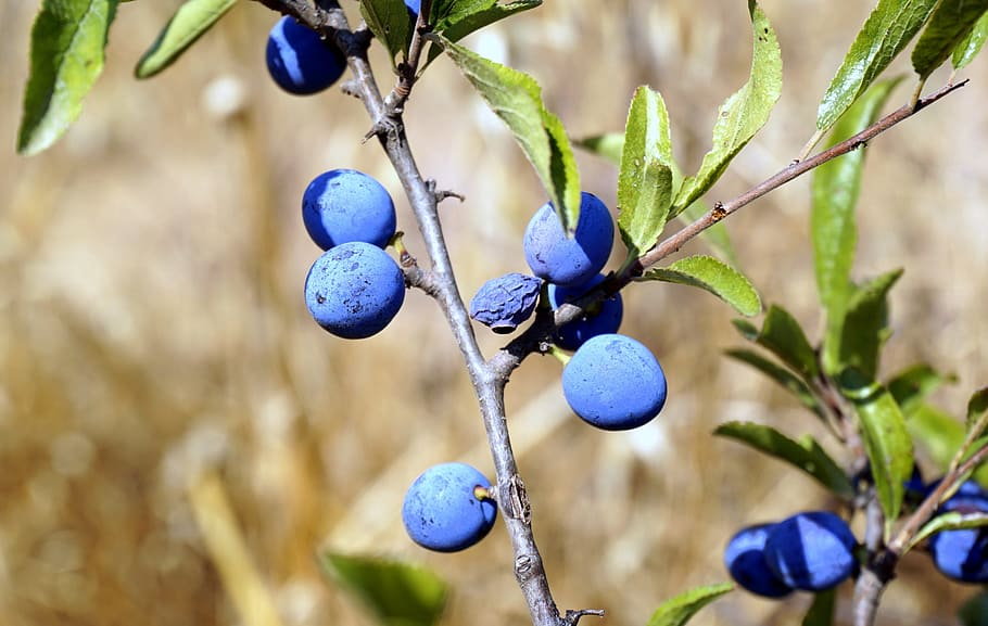An image of Blueberry Ash fruit - they are bright blue and perfectly round. They stem from the plant in bunches of one to three. 