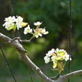 fruit-tree-blossoms-bee-habitat-pollinator