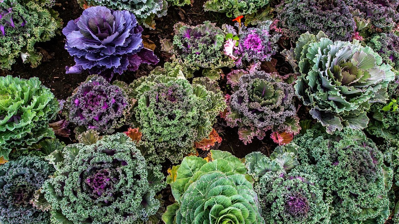Fresh Kale is great in a smoothie