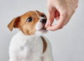 Jack Russell Terrier dog eating a dog vitamin out of owner's hand