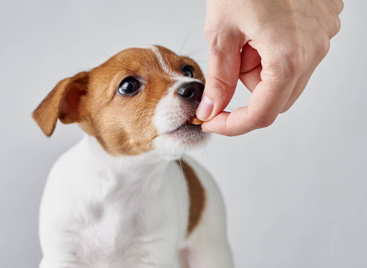 Jack Russell Terrier eating a dog vitamin supplement from their owner's hand