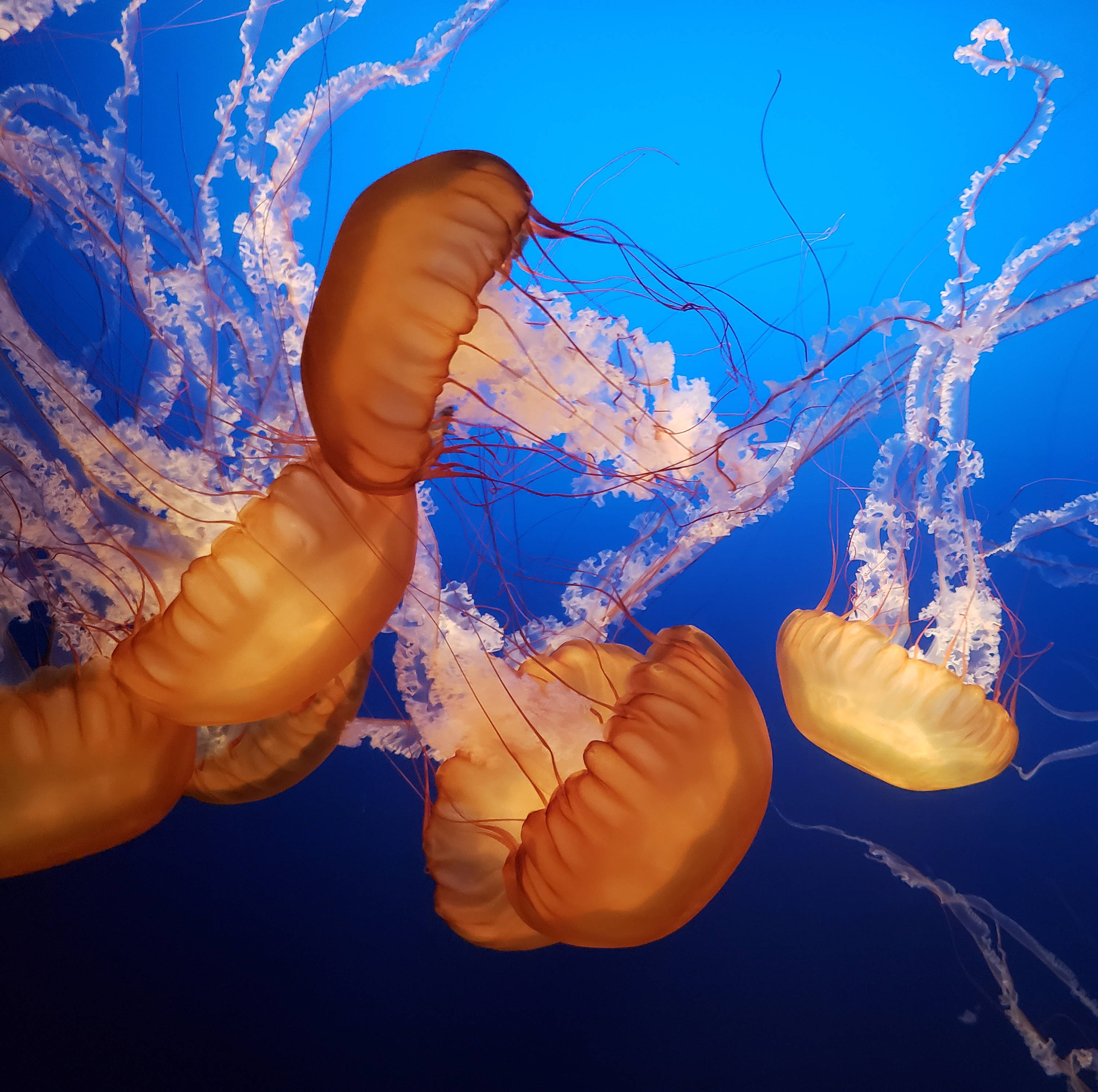 jellyfish-ocean-plastic-pollution