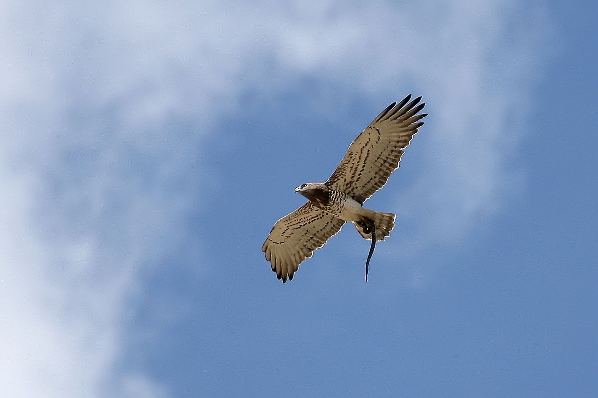  Siena (SI) ITA
- uccelli rari presenti nella riserva naturale di castelvecchio, siena, toscana