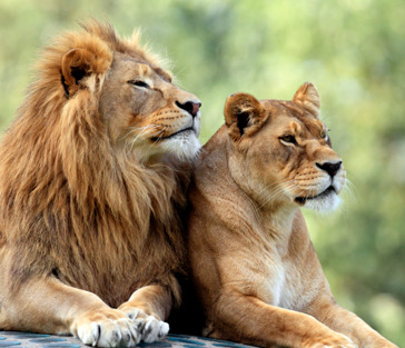 Сафари-парк львов «Тайган»