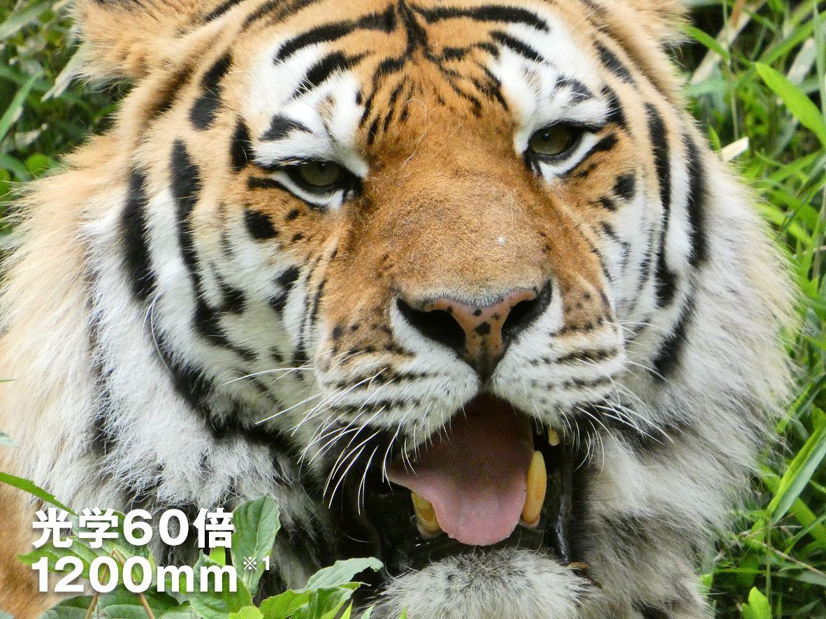 光学60倍ズームの超望遠