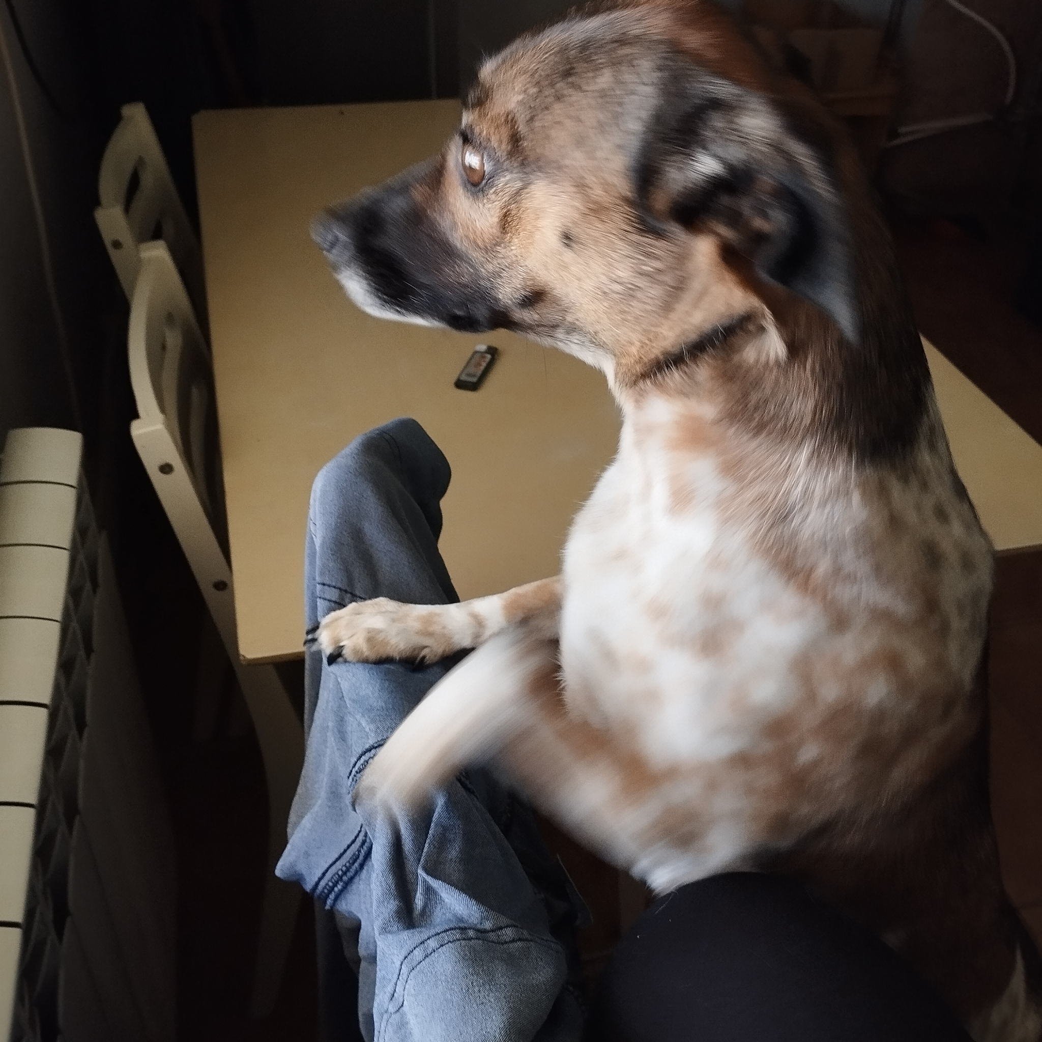 pet photo