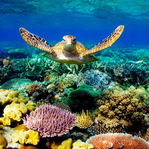 3-Day Liveaboard Scuba Diving in the Great Barrier Reef