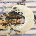 honeybees eating fondant candy board