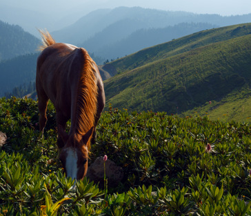 Прогулка на лошадях по живописным окрестностям Сочи