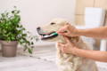 Pet parent cleaning dog’s teeth