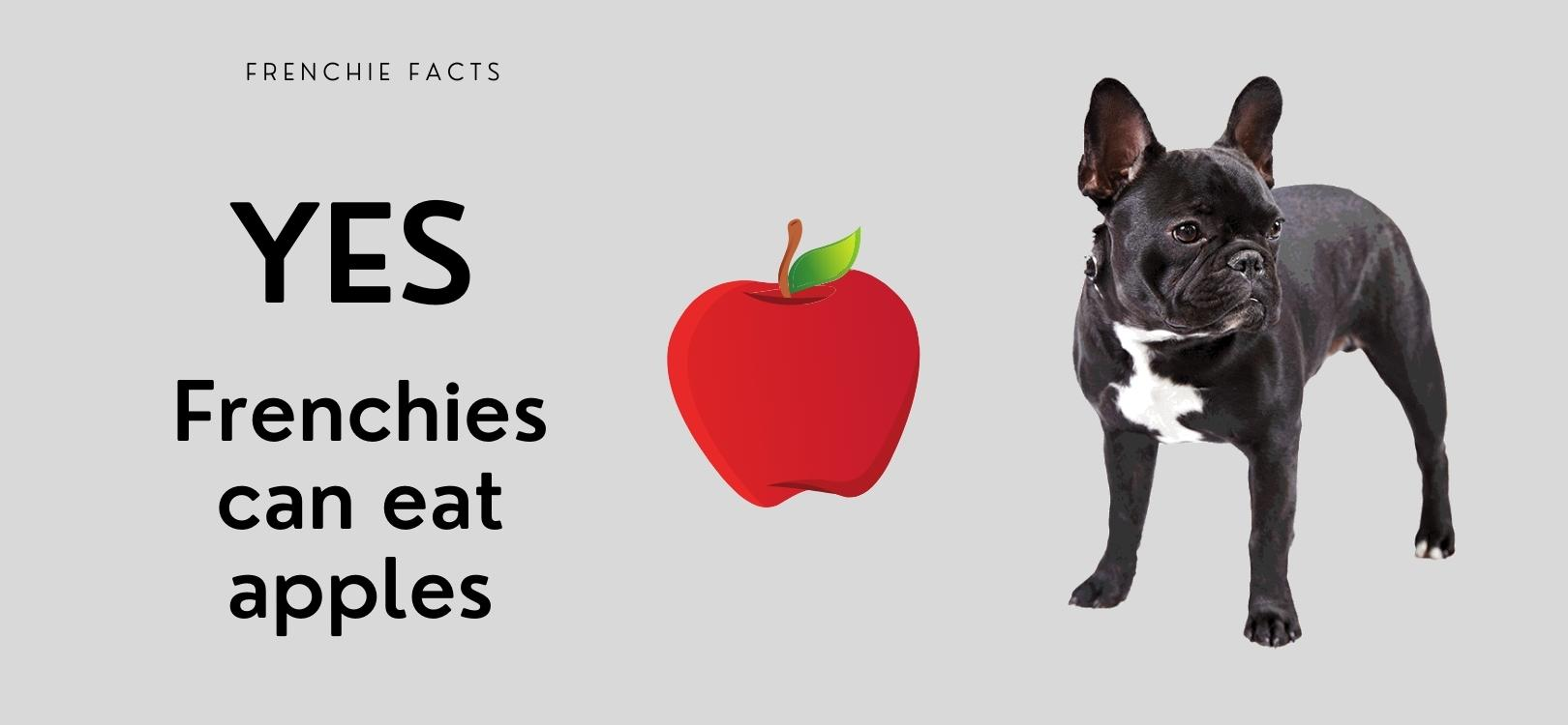 can frenchies eat apples