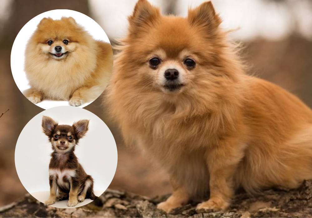 what does a pomchi look like