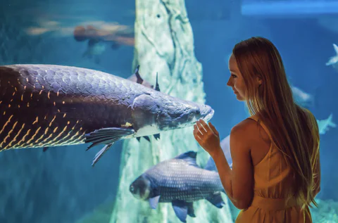 Barcelona City Tour Hop-On Hop-Off and Aquarium