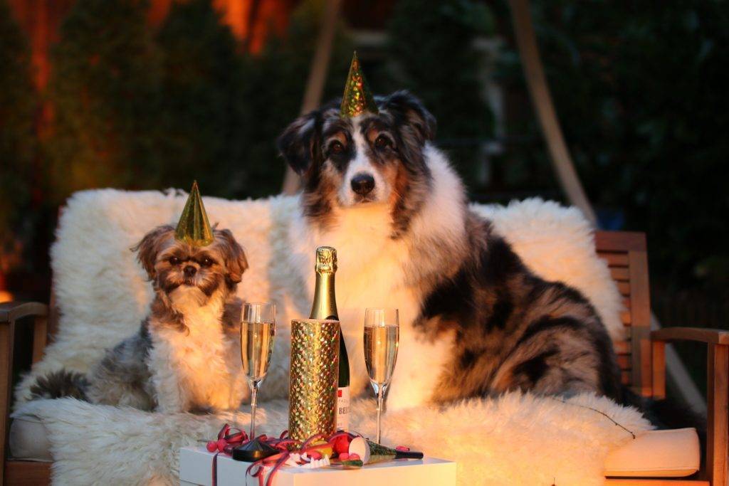 Entspannt mit Hund Silvester feiern