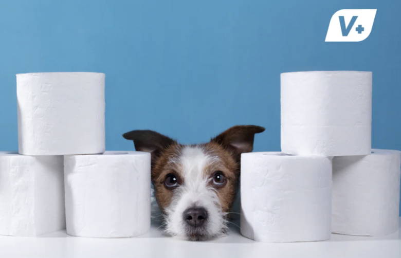 Dog peeking through a stack of toilet paper rolls