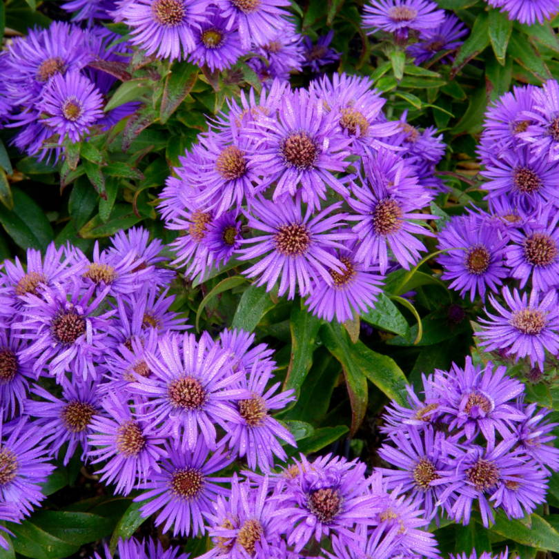 A dense patch of vibrant purple aster flowers
