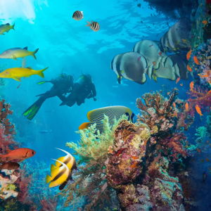 Snorkeling For Two on Honeymoon